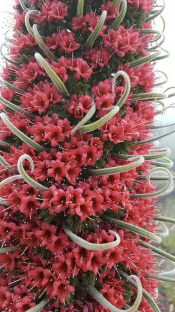 TAJINASTE ROJO Gigante -  echium wildpretii - torre de joyas 100 Semillas  seeds