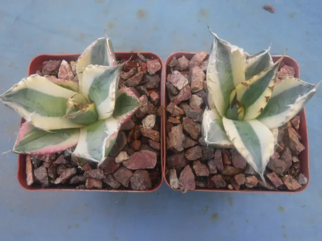 Set of TWO Agave titanota Snaggle Tooth VARIEGATED 2"-3" Wd Starter Plants SALE!