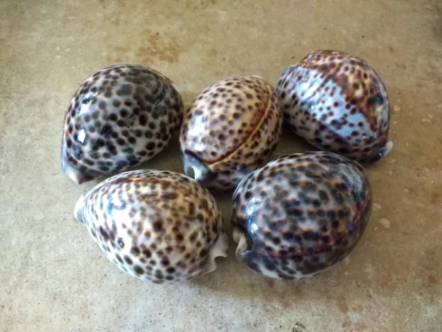 Tiger Cowrie Shell Beach Decor Seashell Cypraea Tigris Cowry Sea Shells Large 3"