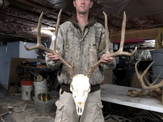 Nice Mule Deer European Mount Set Antlers Sheds Horns Elk Moose Rack