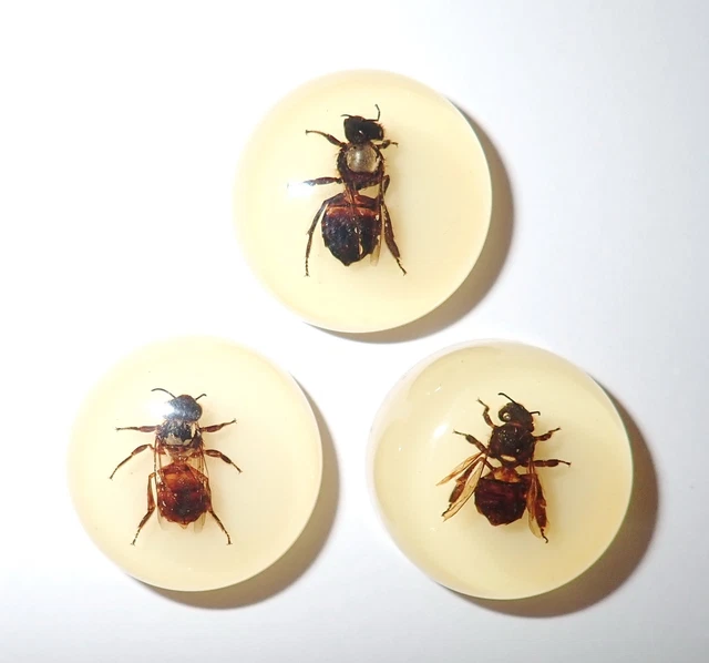 Insect Cabochon Honey Bee Round 25 mm on Amber White Bottom 3 pcs Lot