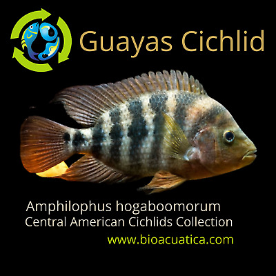 GREAT GUAYAS CICHLID 3 to 4 INCHES UNSEXED ( Amphilophus hogamooborum )