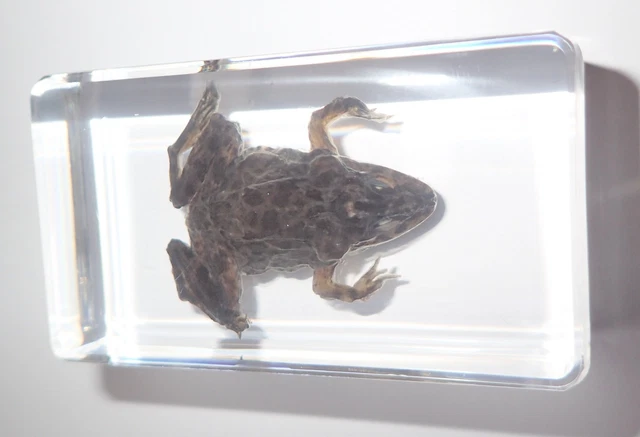 Frog East Asian Bullfrog in Clear Resin Block Education Specimen BK2