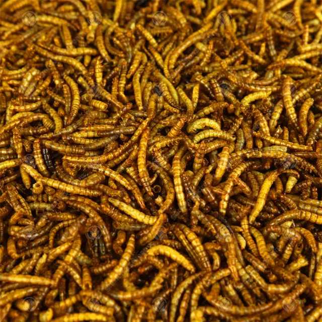 Juicy Dried Mealworms Excellent Wild Bird Food Fish Food & Garden Wildlife