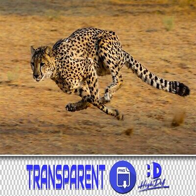 100 Leopardo, Jaguar Transparente Png Png Photoshop Superposiciones Animales Aislados Archivos Png
