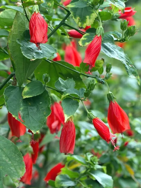 10+Red Turks Caps or Sleeping Hibiscus Shrub Live Plant / Malvaviscus Aarboreus