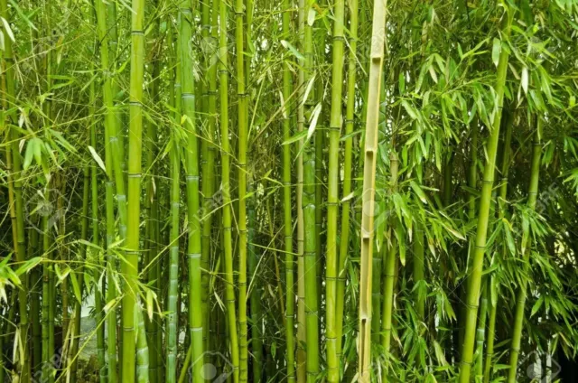Bamboo Plant Outdoor Garden Hedge Bamboo Plants Evergreen Potted UK Seller