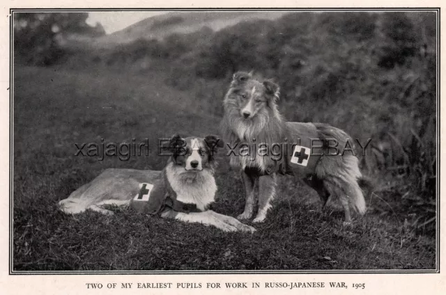 DOG Border Collie Red Cross War Dogs 1905 Russo-Japanese War, Rare Antique Print