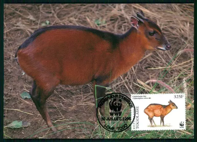 TOGO MK WWF FAUNA DUCKER DUIKER MAXIMUMKARTE CARTE MAXIMUM CARD MC CM gz17