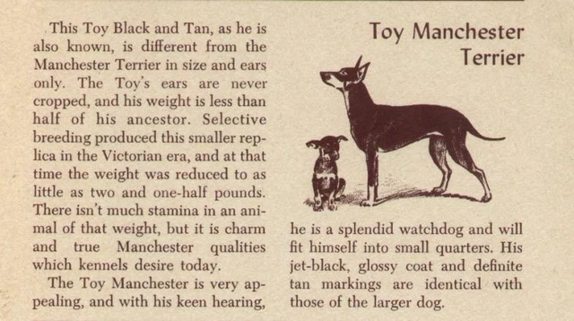 Toy Manchester Terrier - CUSTOM MATTED - Vintage Dog Art Print - 1954 M. Dennis