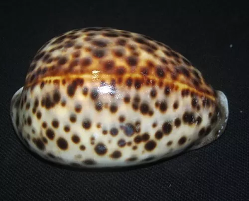 85 mm LINE PATTERN Cypraea Tigris Cowrie Seashell Phuket Thailand #A1 GREAT