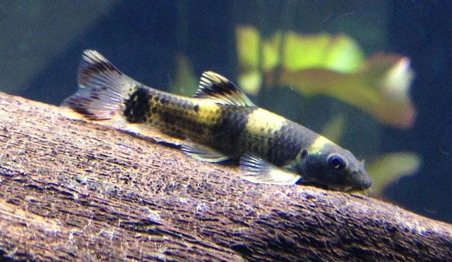 SMALL Panda Garra (Garra flavatra) LIVE FISH Read Description
