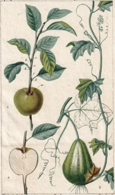 Gravure XIXe Poire Crassane Pyrus Chayote Christophine Fruit Pear Botany 1820 2