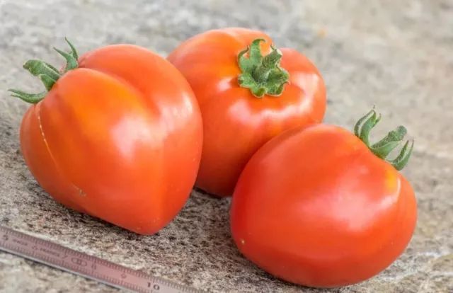 Pomodoro Nano Cuore Rosso 5+ semi seeds samen P 299