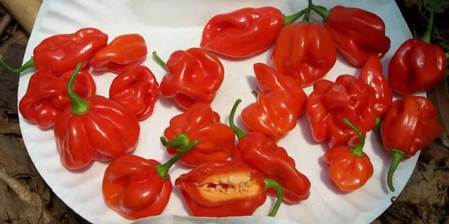 Hot Chilli Pepper Habanero Tobago Seasoning  60 Seeds