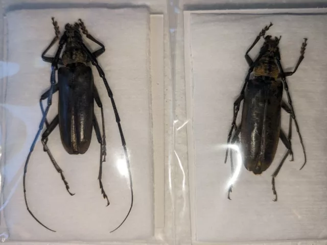 Massicus raddei, 1 pair of over 45mm, scarce longhorn beetle from Japan