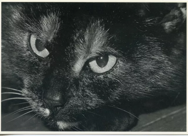 Cpsm / Carte Postale / Chat / Cat / Illustrateur // Ellis A.m. Wensveen