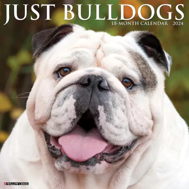 Solo Bulldog - 2024 Calendario da Parete - Nuovo - 32732