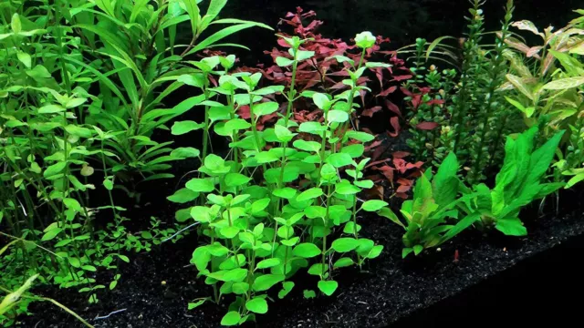 Mint Charlie (Micromeria Brownei) Bunch Live Aquarium Plants BUY 2 GET 1 FREE