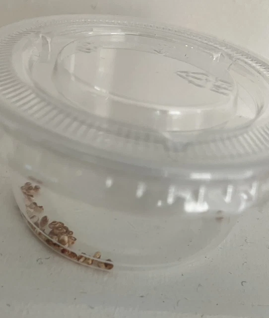 Live/fertile Promethea moth eggs 20X SELLING FAST