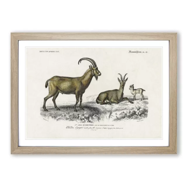 Wild Goat Illustration d' Orbigny gerahmte Leinwand Wandkunst Poster Druck Bild