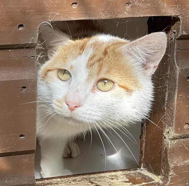 Donate a dinner & treats for semi feral Houdini - Ceredigion Cat Rescue