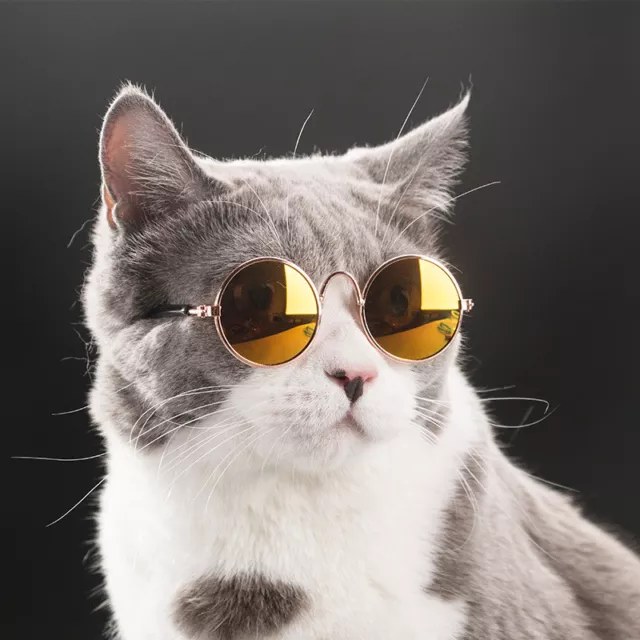 Gafas de sol de moda para perros gatos mascotas perros pequeños fotos
