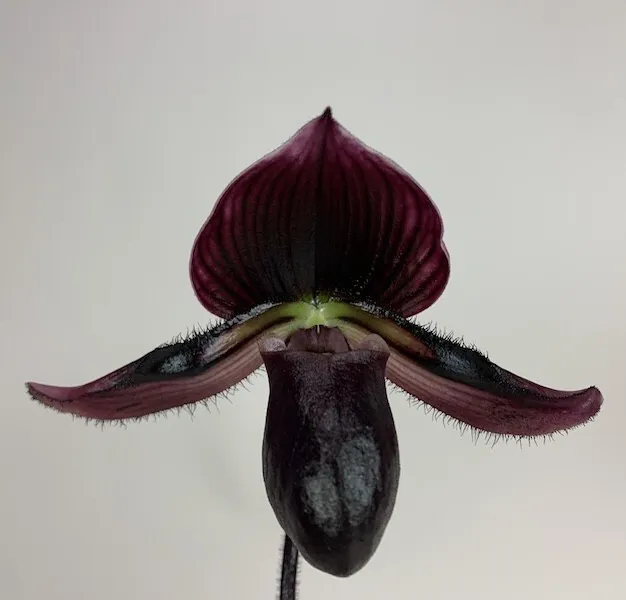 Orchid Orchidee Paphiopedilum Schwarze Madonna x callosum vinicolor (1 Pr)