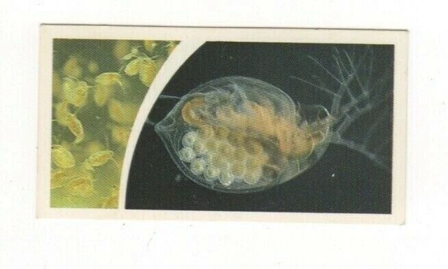 Brooke Bond Microscopic Images 1981 Water Flea