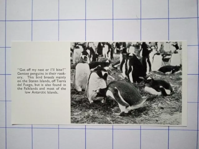 Get off my nest or I'll bite Gentoo penguin 1956