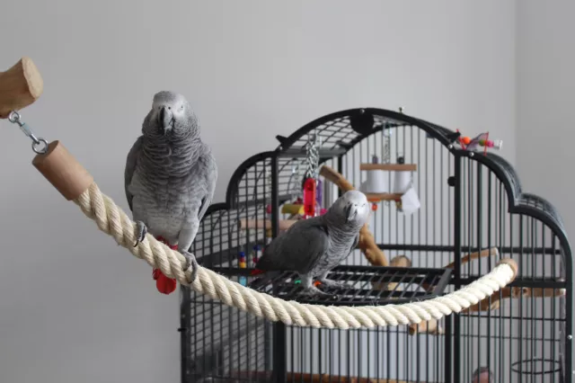 Papageienspielzeug KLETTERSEIL Freisitz SITZSTANGE Sisal ab 1m Karabiner Mutter