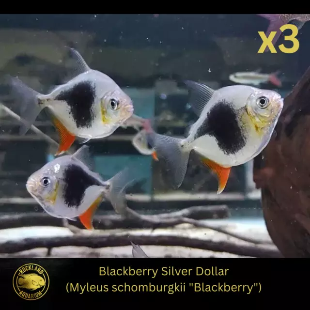 Myleus Blackberry Silver Dollar - M. schomburgki -Live Fish (Pack of 3) (3-3.5")