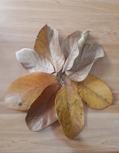 DRIED JACK FRUIT LEAVES 100 PCs  Organic Bio Film Shrimp Aquarium Ceylon Natural