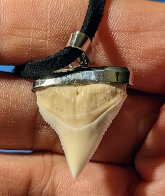 Great  Mounted Real Shark Tooth  20mm x 20 -24mm  Pendant Necklace Cord  420 mm