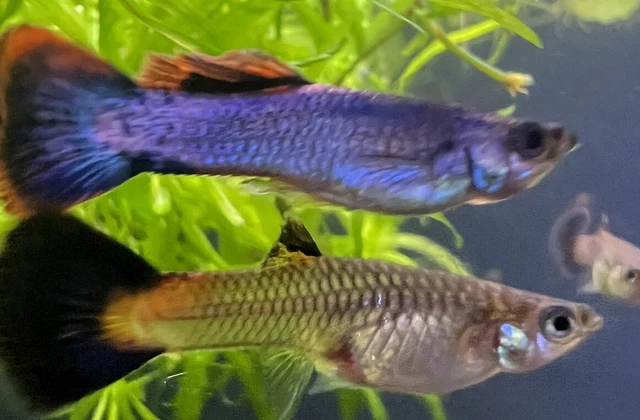 1 pair + 2 fry🔥volcano Guppies  GUPPYBEAST