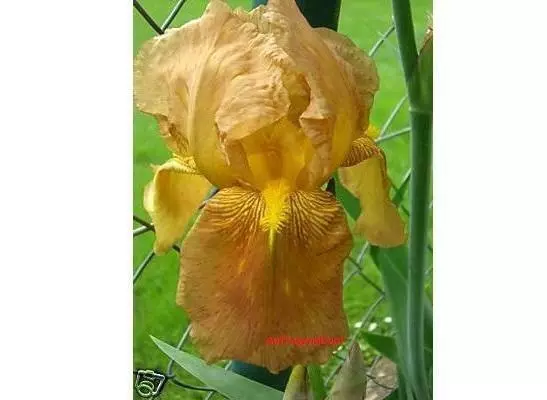 Seltene Schwertlilie (hohe Bart-Iris) gold-braun