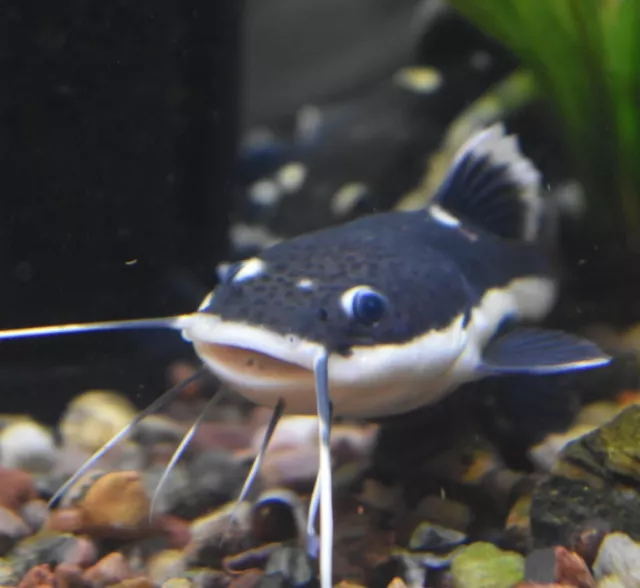 Live Redtail Catfish (3" Freshwater Aquarium Fish) *PLS READ DESCR*