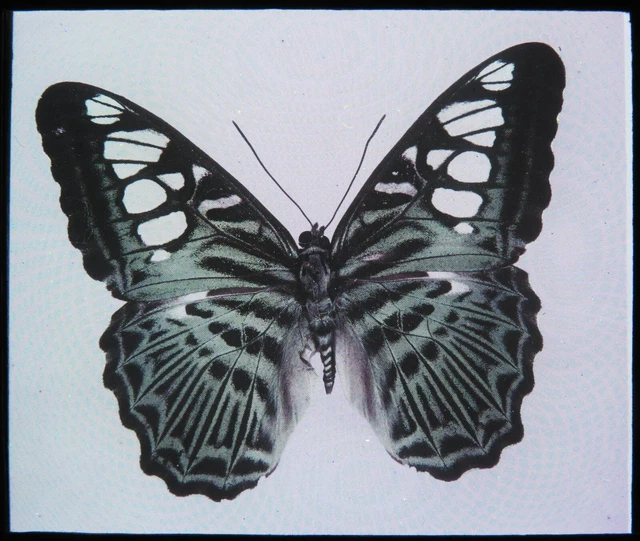 Antike magische Laterne Rutsche ~ Parthenos Sylvia Flieder Clipper Schmetterling