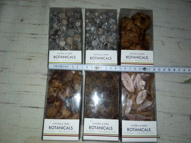 Trockenpflanzen Botanicals,Dekoration,casuarina,shola,nipapalme,kokosnuss,kleine