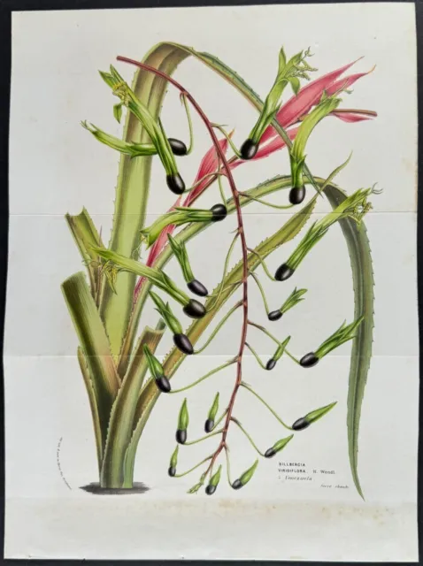 Van Houtte - Billbergia Viridiflora. 747 - 1845 Flore des Serres Lithograph