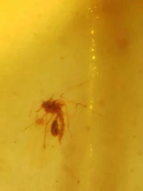 Phoresis tick bite fly Burmite Myanmar Amber insect fossil dinosaur age