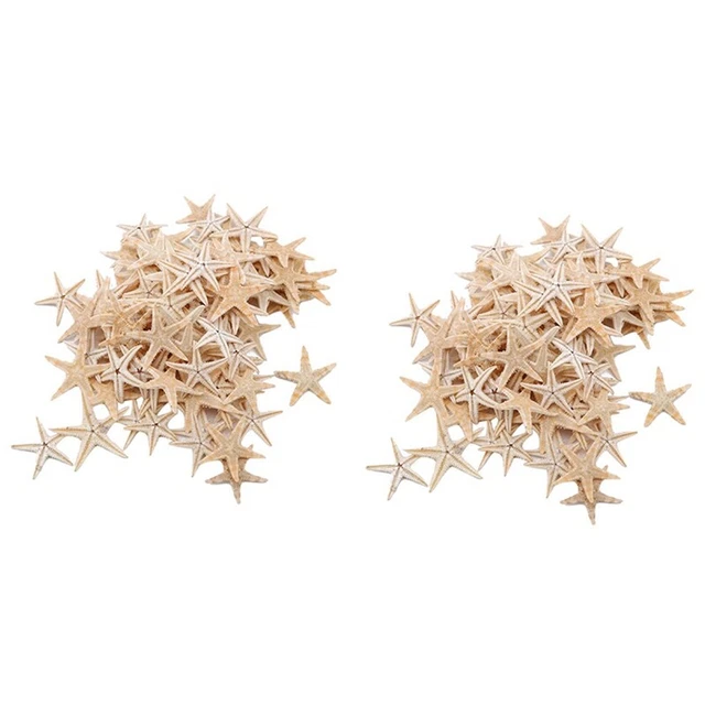 Coquillage Naturel Du Japon - Artisanat Marin - Occasion (défauts Naturels Possibles)