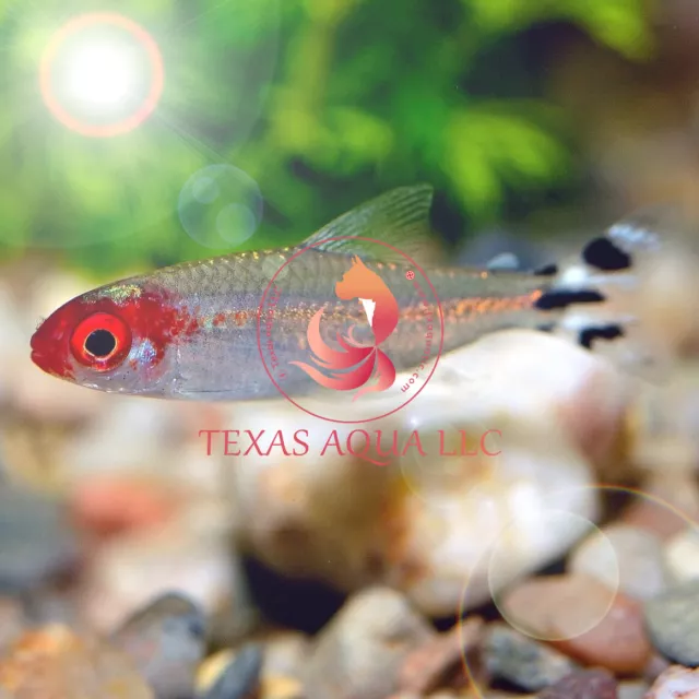 Rummy Nose Tetra - Top Quality - Usa Top Reputable Seller