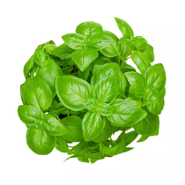 SWEET BASIL Genovese 100+ Seeds CULINARY Herb Vegetable Garden Genovase ITALIAN 2