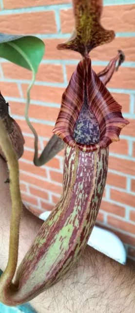 Nepenthes (Mollis x Veitchii) x Minima - rote Blätter