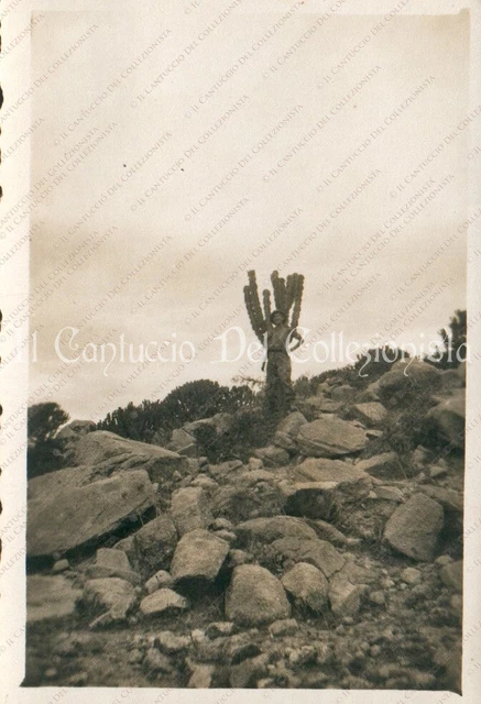 Photo Originale Expédition Attilio Gatti – Angola 1936 – Tirage Argentique