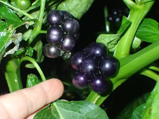 Garden Huckleberry (Solanum scabrum) - edible leaf, African form - 25 seeds