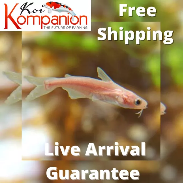 3/5/10/20X Albino IridescentShark Freshwater Fish Koi Kompanion Free Shipping