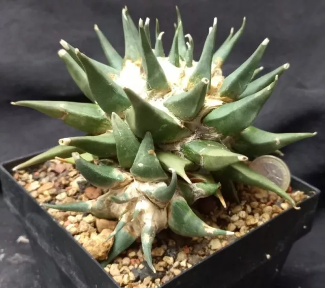 ARIOCARPUS CONFUSUS OLD grafted 16 CM!! euphorbia aztekium copiapoa astrophytum