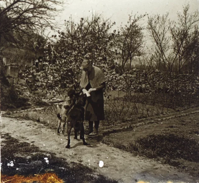 Woman with these two chiens c1930 FRANCE Photo Vintage Glass Plate V35L18n13